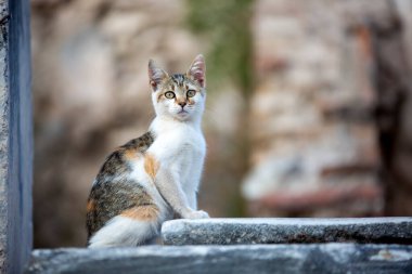 Efes Antik şehir ve kedi, İzmir / Türkiye