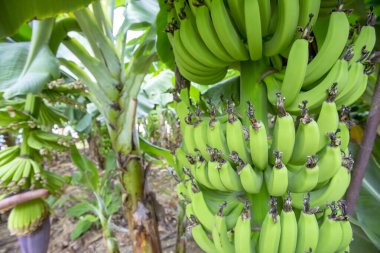 Olgunlaşan yeşil muzlu muz ağacı (Hindi - Alanya)