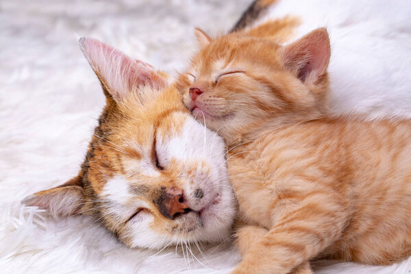 Mother cat and baby cat