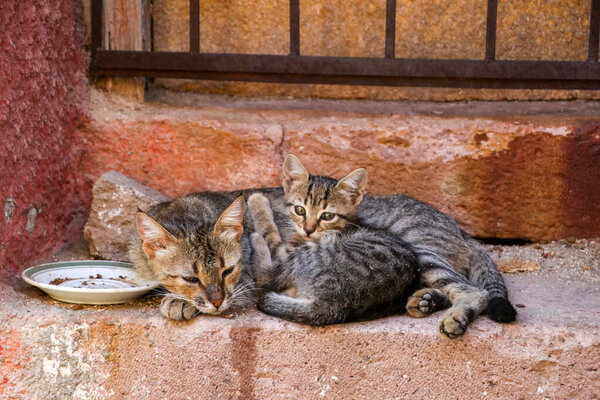 Gatos Callejeros Calle Ayvalik Turquía — Foto de Stock