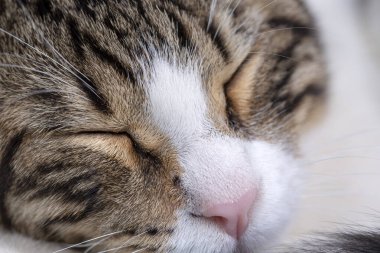 Şirin tekir kedicik, evcil hayvan..