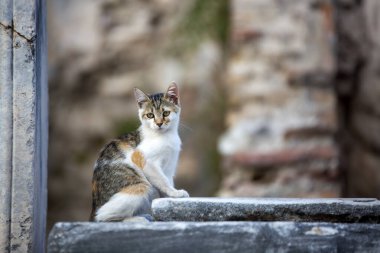 Efes Antik şehir ve kedi, İzmir / Türkiye