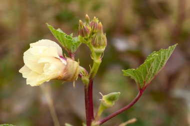 Fresh, organic ocra field in nature, Foca - Izmir - Turkey