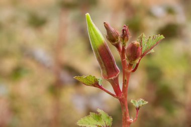 Fresh, organic ocra field in nature, Foca - Izmir - Turkey
