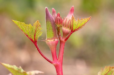 Fresh, organic ocra field in nature, Foca - Izmir - Turkey
