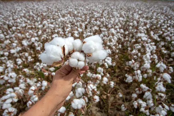 Human-handed cotton bolls towards the sky. Cotton field.