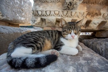 Efes Antik şehir ve kedi, İzmir / Türkiye
