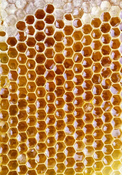 Zoete Honingraat Geïsoleerd Witte Bijenproducten Met Concept Biologische Natuurlijke Ingrediënten Stockafbeelding
