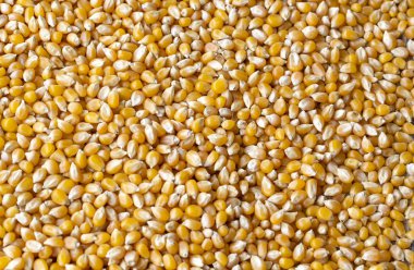 Ham mısır tohumları veya mısır çekirdekleri Mısır meyve vardır. Mısır bir tahıl ve çekirdekler bir sebze veya nişasta kaynağı pişirme kullanılır.