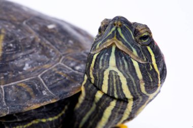 Beyaz arka plan üzerinde izole su kaplumbağası