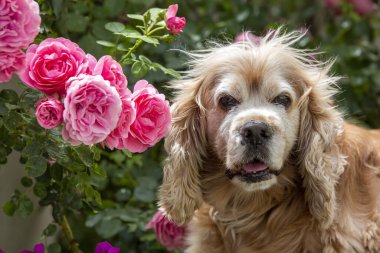 Evcil hayvan; sevimli köpek yüz portre fotoğraf.