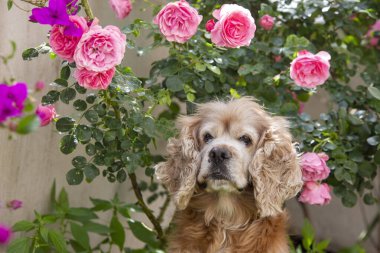 Evcil hayvan; sevimli köpek yüz portre fotoğraf.