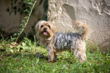 Evcil hayvan; sevimli köpek yüz portre fotoğraf.