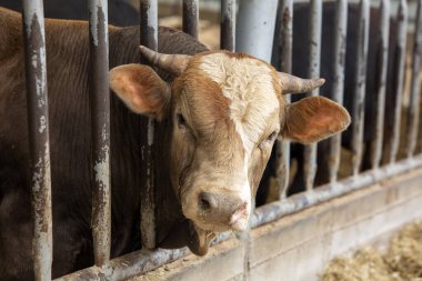 tarım endüstrisi, çiftçilik ve hayvancılık kavramı - inek çiftliğinde saman yiyen inek sürüsü