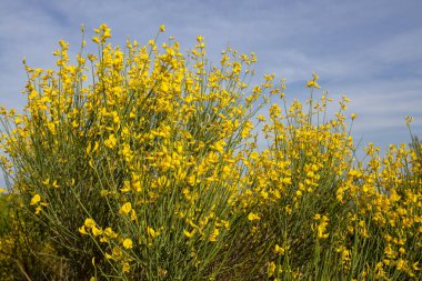 Sarı İspanyol Süpürgesi (Spartium junceum), Fransa'da Akdeniz bölgesi, mavi gökyüzü arka plan üzerinde