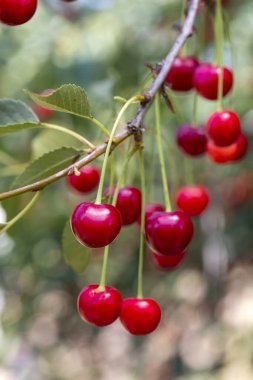 Kiraz ağacında sallanan kirazlar