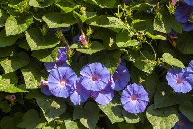 Ipomoea indica mavi çiçekler çiçek.