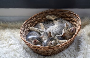 Evcil hayvan; şirin kedi tekir.