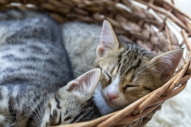 Evcil hayvan; şirin kedi tekir.