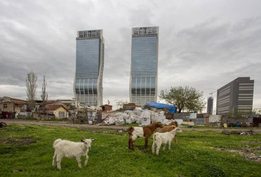 Bayrakli - İzmir - Türkiye, 19 Nisan 2021, kırsal yaşam ve kentsel yaşam, ön planda doğa ve keçiler, arkasında gökdelenler