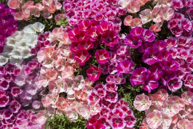 Toprak açelya çiçeği; godetia veya Clarkia amoena
