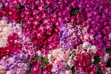 Toprak açelya çiçeği; godetia veya Clarkia amoena