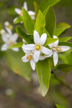 Portakal ağacında taze portakal çiçeği