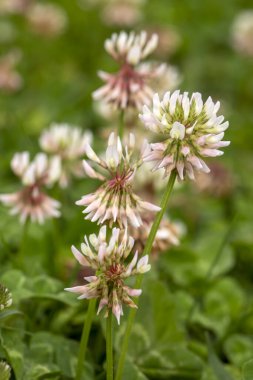 Vahşi bitki, bilimsel isim; Trifolium tövbe eder