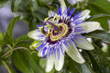 Passiflora 'yı kapatın. Tutku Çiçeği (Passiflora caerulea) yaprakları tropikal bahçede. Güzel tutku meyvesi çiçeği veya Passiflora (Passifloraceae)).