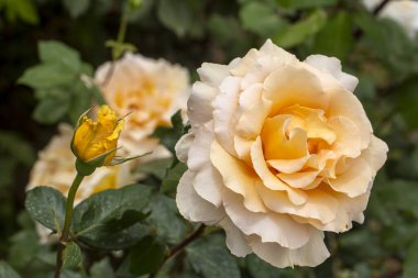 Baharda bahçede açan güller