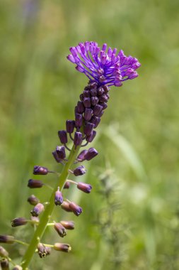 Leopoldia comosa veya muscari comosum veya tassel üzümlü sümbül dikey