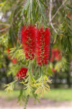 Callistemon sitrinus (Callistemon, şişe fırçaları)