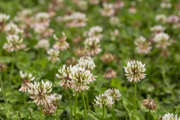 Vahşi bitki, bilimsel isim; Trifolium tövbe eder