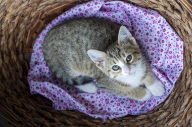 Evcil hayvan; şirin kedi tekir.