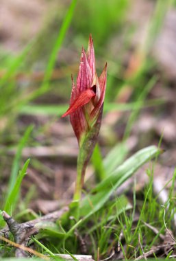 Vahşi orkide, bilimsel isim; serapias vomeracea