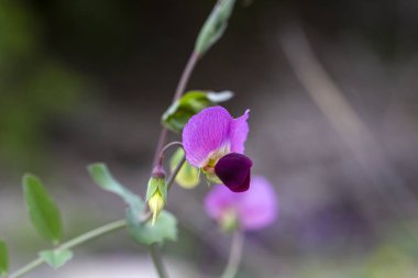 Yabani bezelye. Çiçek ve yapraklar - Pisum sativum L. Lathyrus oleraceus L.