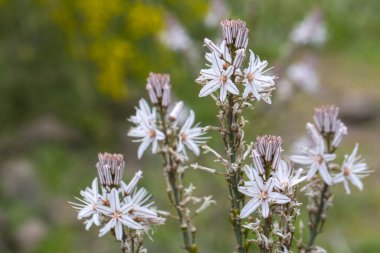 Bahar habercisi; Çiriş otu aestivus