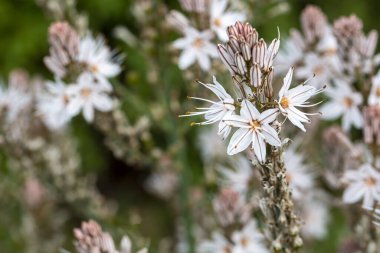 Bahar habercisi; Çiriş otu aestivus
