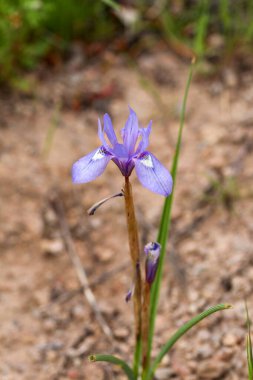 Yabani çiçek, bilimsel isim; moraea sirinhium