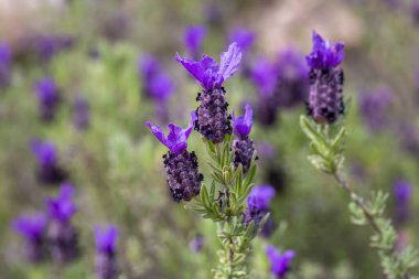 Yabani çiçek, bilimsel isim; Lavandula stoechas