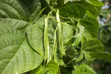 Organik, taze, taze fasulye tarlası.