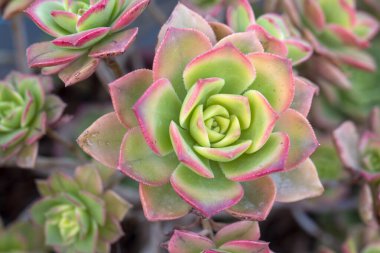 Lezzetli bitkilerin güzel çeşitleri