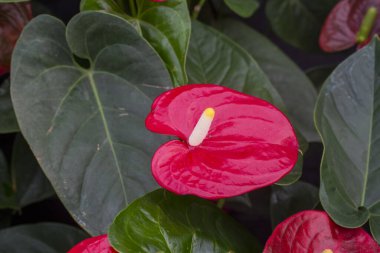 Kırmızı flamingo çiçekler (Anthurium andraeanum)