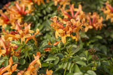 Tropikal bahçede hanımeli Burnu (Tecomaria capensis) portakal çiçekleri