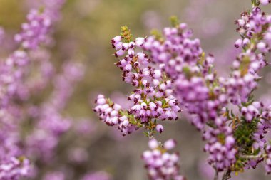 Vahşi bitki türü, bilimsel adı; Erica australis - Erica multiflora (Türkçe adı; funda otu, funda bitkisi))