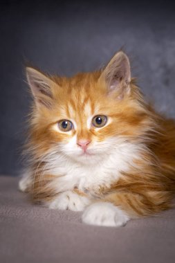 Turuncu renkli şirin kedi yavrusu, Maine Rakun kedisi.