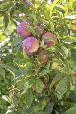 Ağaç dalında taze organik erik meyvesi