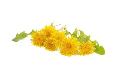 Beyaz arka plan üzerinde ortak dandelion (karahindiba officinale)