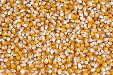 Ham mısır tohumları veya mısır çekirdekleri Mısır meyve vardır. Mısır bir tahıl ve çekirdekler bir sebze veya nişasta kaynağı pişirme kullanılır.