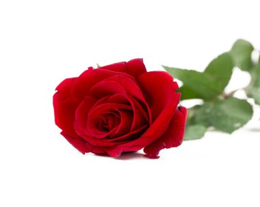 Beyaz arka planda kırmızı gül tasarımı, konsept fotoğraf.